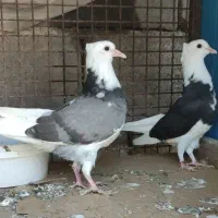 دوجفت جوجه جیر کاکلی
