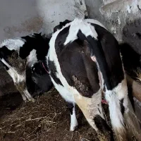 گاو گوساله|حیوانات مزرعه|اردبیل, |دیوار