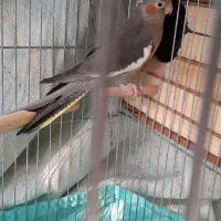 یک جفت عروس هلندی همرا ۳ عدد جوجه بزرگ|پرنده|تهران, استخر|دیوار