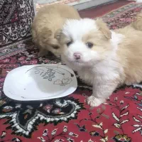 توله پامر عروسکی