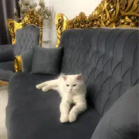 گربه اسکاتیش