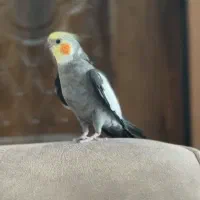 پرنده گمشده