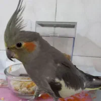 عروس هلندی ماده دستی|پرنده|سپیدان, |دیوار