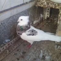 کبوتر طوقی