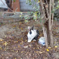 خرگوش|موش و خرگوش|بندر ترکمن, |دیوار