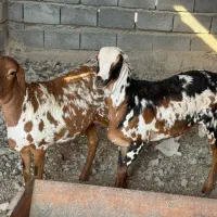 دوقلو نر و ماده|حیوانات مزرعه|بندرعباس, |دیوار