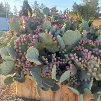 میوه‌ها کاکتوس|خدمات باغبانی و درختکاری|زیباشهر, |دیوار