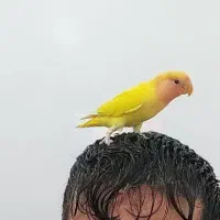 گمشده طوطی برزیلی زرد