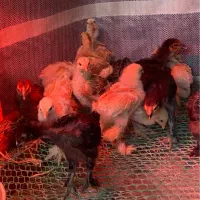 جوجه برهما طلایی وطوسی