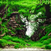 طراحی و راه اندازی آکواریوم گیاهی (پلنت)