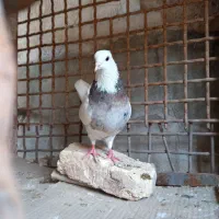 طوقی ۷ رنگ|پرنده|شهرکرد, |دیوار