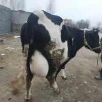 گاو آبستن شکم دوم