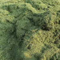 یونجه کوفته شده