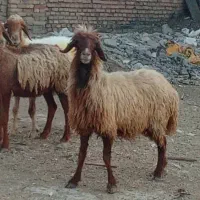 میش آبستن نژادغزل همو|حیوانات مزرعه|مسجد سلیمان, |دیوار