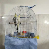 یک جفت عروس هلندی نر و ماده