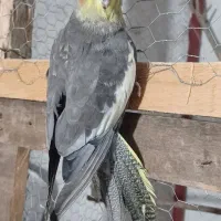 عروس هلندی نر سخنگو|پرنده|رانکوه, |دیوار