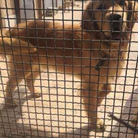 گلدن نر وارداتی اصیل