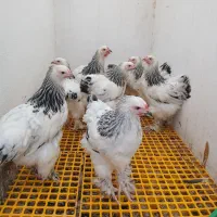 فروش برهما لایت دربندرانزلی