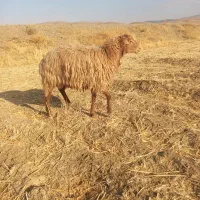 قوچ مغان اصل با نر بز