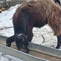 بز نر یک ساله|حیوانات مزرعه|شاهین دژ, |دیوار