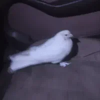 کبوتر گم شده