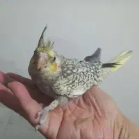 دو عدد عروس هلندی سرلاکی دست آموز