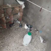 10تا کبوتر