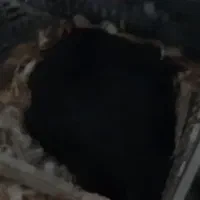 مرغ کرچ|حیوانات مزرعه|قائم‌شهر, |دیوار