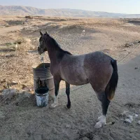 اسب جوان