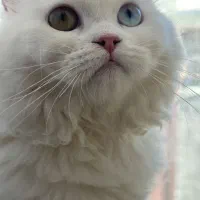 جفت گیری گربه ماده