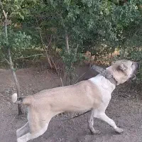 توله سرابی نر پوزه سیاه
