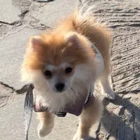 پامر نر۵ماهه