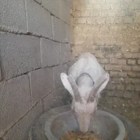 بز سانن چاق هم برا داشت هم برا گوشت