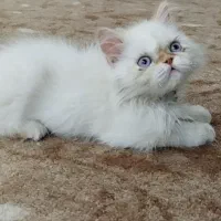 معاوضه پرشین رد پوینت با طوطی