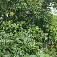 ۲۷۰مترباغچه‌الحاق‌ب‌بافت|فروش زمین و ملک کلنگی|کیاکلا, |دیوار