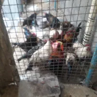 مرغ و خروس محلی