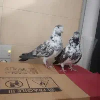 ۱۷تا کبوتر پرشی یجا|پرنده|بومهن, |دیوار