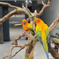 طوطی خورشیدی،جفت