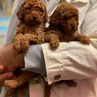 فرروش بدون واسطه توله پوی مینیاتوری و پامرانیین|سگ|اصفهان, جلفا|دیوار