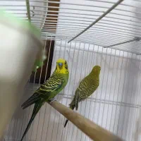 مرغ عشق . فنچ
