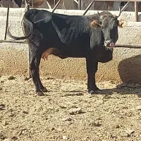 یه راس گوساله ماده گیلک