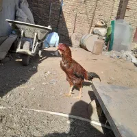 خروس لاری و جوجه لاری|حیوانات مزرعه|زاهدان, |دیوار