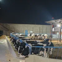 فروش گوساله و تلیسه|حیوانات مزرعه|سبزوار, قصبه غربی|دیوار