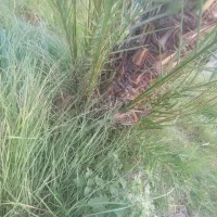پاجوش نخل کلوته