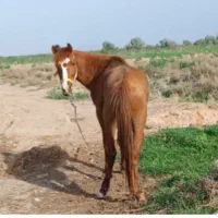 سلام کردتاخت ویورقه