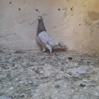 سار نر و گوره خال سیاه دار