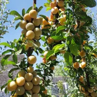 خانه باغ کوچک و نقلی|فروش خانه و ویلا|اصفهان, اشکاوند|دیوار
