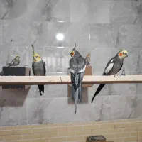 عروس هلندی|پرنده|یزد, |دیوار