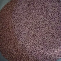 گندم سمی جهادکشاورزی