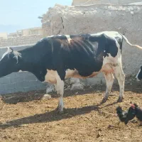 گاو باگوساله